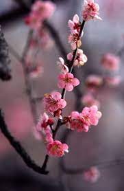 Ume Blossom A Photo From Ibaraki Kanto Trekearth Flower Aesthetic Beautiful Flowers Botanical Flowers
