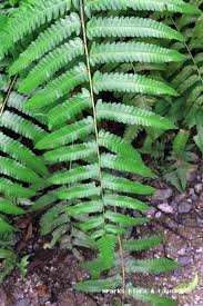 Image result for Diplazium nemorale