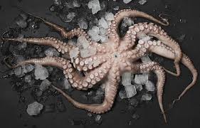 Kanarienvögeln in den käfig hängt. Die Welt Der Tintenfische Deutsche See