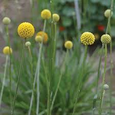 Produces tall golden yellow globe shaped flowers on sturdy stems. Drumstick Flower Seed Savers Exchange
