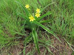 Image result for Hypoxis rigidula