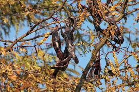 It is widely cultivated for its edible pods, and as an ornamental tree in gardens and landscapes. Carob Or Algarrobo Trees Absolute Axarquia