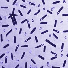 Image result for Clostridium