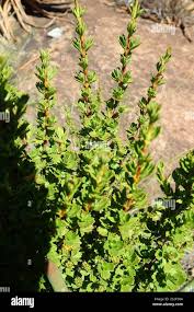 Image result for Myrothamnus flabellifolius