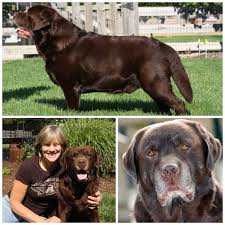Pin By Betty Libertycreeklabs On Liberty Creek Labradors Animals Labrador Retriever Labrador
