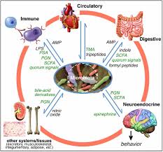We did not find results for: Animals In A Bacterial World A New Imperative For The Life Sciences Pnas