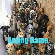 The advantage of transparent image is that it can be used efficiently. 57 Ide Anjing Anjing Meme Anjing Lelucon Lucu