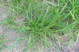 Image result for Urochloa dictyoneura