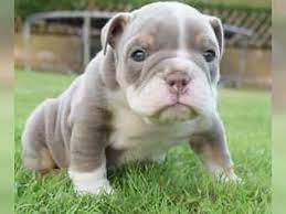 10 welpen sind am 22.03.2021 geboren und suchen ab dem 25.05.2021 neue futterspender.die kleinen mäuse dürfen ab der 4. Englische Bulldogge Kaufen Kompakt Mutig Zuverlassig