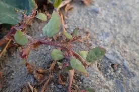 Image result for Trianthema mozambiquense