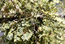 Image result for Acacia robusta