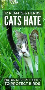 Citronella oil is the home made cat repellent i had most success with. Cat Repellent Plants Herbs Cat Repellant Plants That Repel Cats Cat Repellant Outdoor
