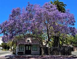 Image result for Jacaranda mimosifolia