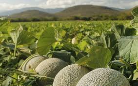 Cantaloupe Season Underway In California S Central Valley
