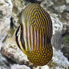Check spelling or type a new query. Sailfin Tang Desjardini Saltwater Aquarium Fish For Marine Aquariums