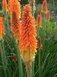 Mobile friendly · fast mobile check out · wholesale prices What Flowers Are In Season In Autumn Or Fall In South Africa Epanouir Flower Studio