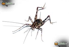 The camel cricket, which is also referred to as a cave cricket and spider cricket or spricket is a what are camel crickets? Spotted Camel Cricket Ceuthophilus Maculatus