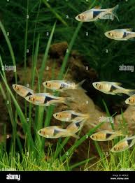 Image result for Heteromorpha