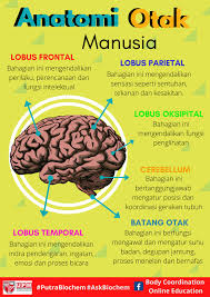Melambatkan tindak balas terhadap rangsangan. Body Coordination Online Education Posts Facebook