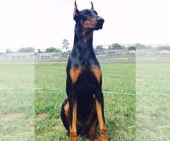 Otto goller continued to develop the breed and. View Ad Doberman Pinscher Puppy For Sale Near Florida Orlando Usa Adn 132266