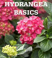 Known For Their Beautiful Blooms And Leafy Foliage Hydrangeas Are The Epitome Of Summer Growing Hydrangeas Hydrangea Plants