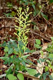 Image result for Habenaria tweedieae