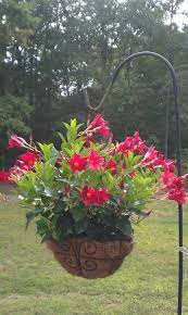 Winsome house hummingbird hanging bird bath. Pin By Theresa Westhoff On Recipes To Cook Container Gardening Flowers Hanging Plants Patio Flowers