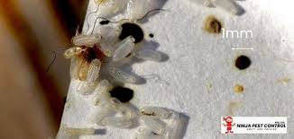 Image result for bed bugs droppings