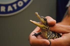 Gator will find a happy home at Mote | Your Observer