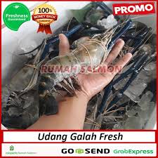 Kami prihatin dengan kelangsungan keberadaan udang galah dalam perairan. Jual Udang Galah Jumbo Isi 7 9 Ekor Kg Udang Segar Udang Air Tawar Jakarta Utara Rumah Salmon Tokopedia