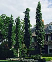 Slender or narrow trees or shrubs are great assets to have in the landscape because they can be planted in restricted and tight spaces. Plants For Dallas Your Source For The Best Landscape Plant Information For The Dallas Ft Worth Metroplex Sweetgum Tree Best Trees For Dallas Tx Plants For Dallas