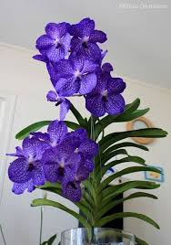 Pin By Josie Leite On Orquideas E Buques Pinterest Orchid Rare Flowers And Vanda Orchids