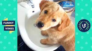 Try Not To Laugh Cute Funny Animals Funny Videos February 2019 Youtube Funny Gif Vines Funny Videos Cute Funny Animals
