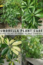 Umbrella Plant Care How To Take Great Care Of An Umbrella Plant In 2020 Umbrella Plant Care Plants Plant Care