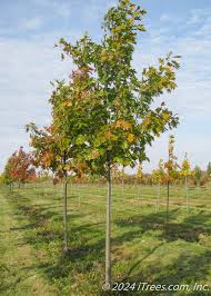 Image result for oak sapling