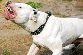Welcome to pitbull's official youtube channel. Pitbull Verbeisst Sich Mitten In Palma In Kleinen Hund
