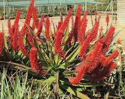 We did not find results for: Pin On Aloes