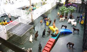 Daycare Setup Dog Daycare Dog Boarding Indoor Dog Park