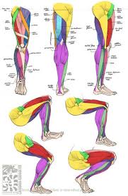 Leg muscles diagram muscle diagram. Leg Anatomy Anatomy Tutorial Body Anatomy Leg Anatomy