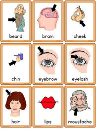 As a handy list as flashcards to be cut out. Health Esl Flashcards