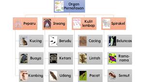 Tak sedikit yang mencoba berbagai cara perawatan kecantikan melalui dokter ahli. Organ Pernafasan Haiwan Science Quiz Quizizz