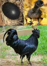 Ayam Cemani Jet Black Chicken From Java Is Entirely Black Fancy Chickens Black Chickens Bantam Chickens