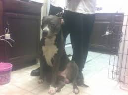 Maybe you would like to learn more about one of these? American Pit Bull Terrier Puppies In Minnesota
