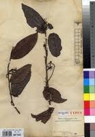 Image result for Dactyladenia gilletii