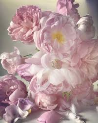 Fashion Photographer Nick Knight S Ephemeral Colour Drenched Roses Series Goes On Display In Oxfordshire Rozovye Piony Krasivye Cvety Akvarelnye Cvety