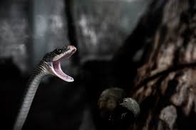 Makna mimpi digigit ular ini merupakan mimpi yang sering terjadi dan kerap membawa ketakutan. Macam Arti Mimpi Digigit Ular Paramimpi Paranormal Mimpi