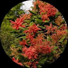 Image result for Triplaris americana