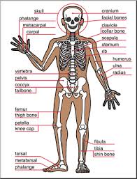 The human skeleton is made up of 206 bones. Clip Art Human Anatomy Skeletal System Color Labeled I Abcteach Com Abcteach