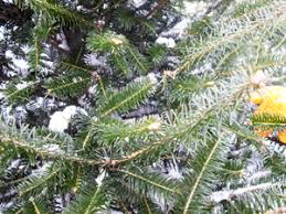 Late bud break makes it less susceptible to spring frosts. Christmas Trees Growers Turn To The Canaan Fir Barton Chronicle Newspaper