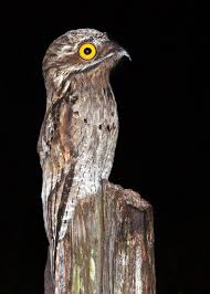 Bird With Big Eyes 30 Potoo Facts The Bird Behind The Meme 7 Potoo Species Tons Of Photos Weird Birds Potoo Bird Bird